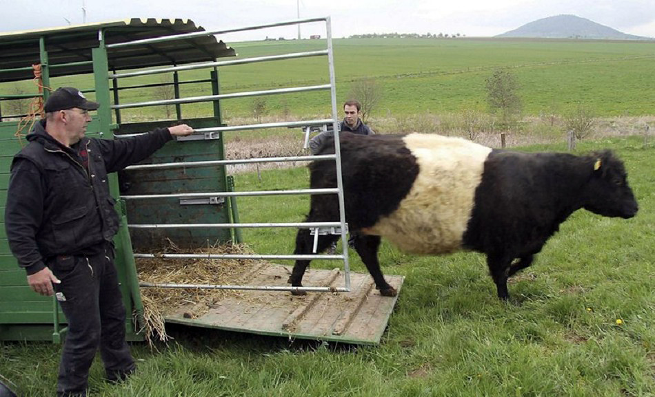 Belted Galloway-Rinder schnuppern wieder Weideluft Belted Galloway-Rinder schnuppern wieder Weideluft
