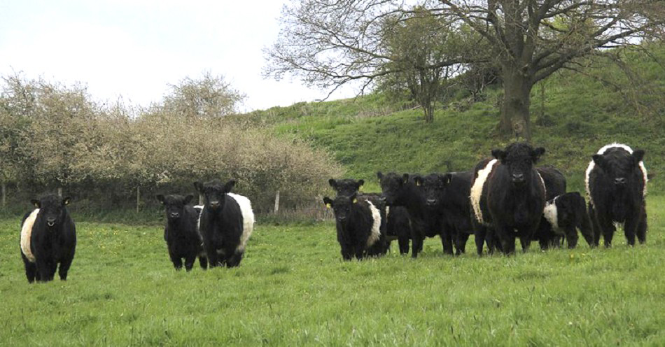 Rinder als robuste Naturschützer Rinder als robuste Naturschützer