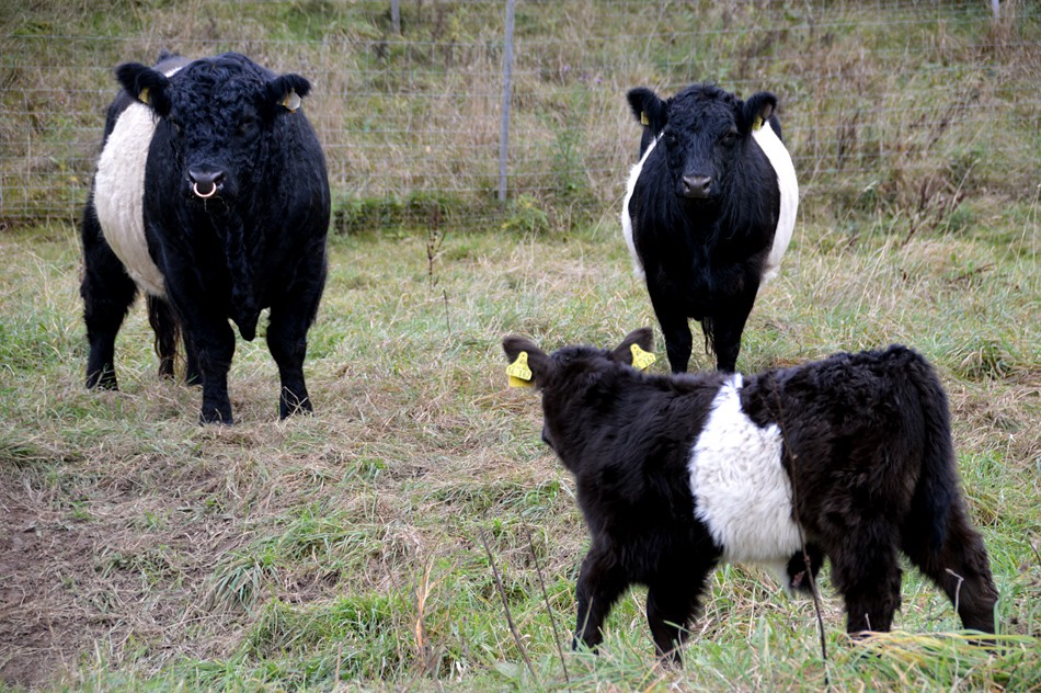 Rinder als robuste Naturschützer Wolfhager Kreistierschau: Ein Schaulaufen der Tiere Rinder als robuste Naturschützer Wolfhager Kreistierschau: Ein Schaulaufen der Tiere